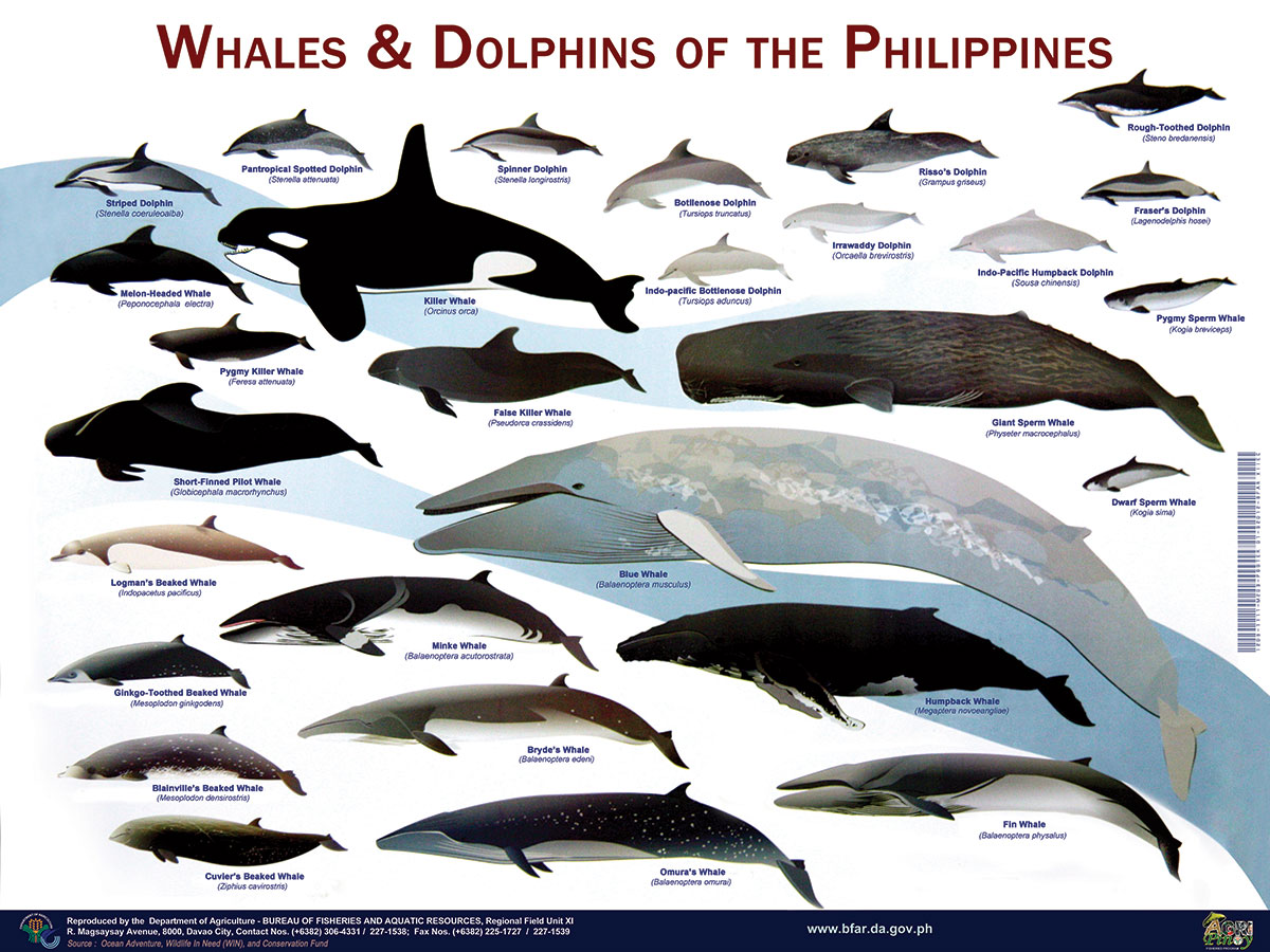 What are some different types of whales?